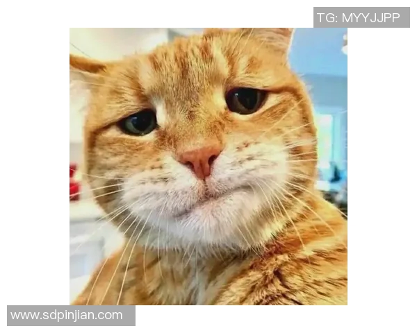 足球头像猫猫的趣味世界与球迷文化的完美结合探秘